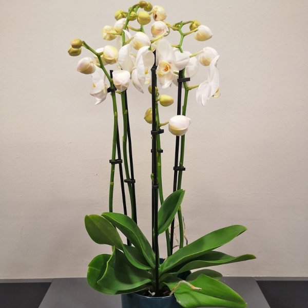 Orchideenpflanze im Topf Bild 1