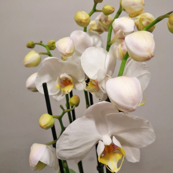 Orchideenpflanze im Topf Bild 2